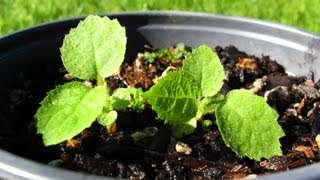 Growing Kiwifruit From Seed  Transplanting [upl. by Atil]