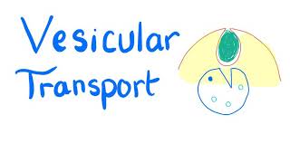 Vesicular Transport  Endocytosis and Exocytosis  Cell Physiology [upl. by Joelie]