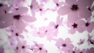 Cherry Blossom Flower Background [upl. by Bertha660]