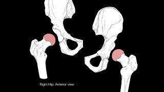 Hip joint structure and actions [upl. by Bernt929]