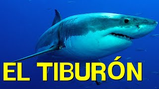 El TIBURÓN cómo vive alimentación nado morfología🦈 [upl. by Ithsav]