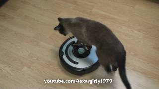 Cat shows HOW TO use iRobot Roomba Vacuum [upl. by Bolling]