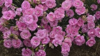 Dianthus Production Tips  Walters Gardens [upl. by Norel]