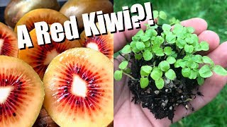 Tasting and Growing RED KIWIFRUIT From Seed [upl. by Sokem]