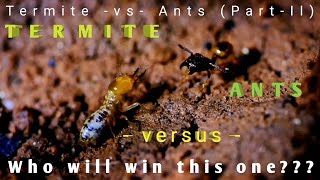 ANT VS TERMITE PART  2 [upl. by Yrac640]