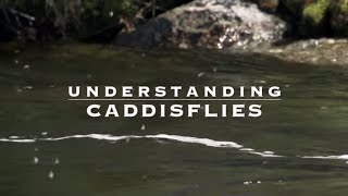 Understanding Caddisflies with Tom Rosenbauer [upl. by Deer303]