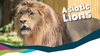 Keeper Talk  Asiatic Lions [upl. by Juxon]