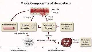 Hemostasis Lesson 1  An Introduction [upl. by Krigsman697]