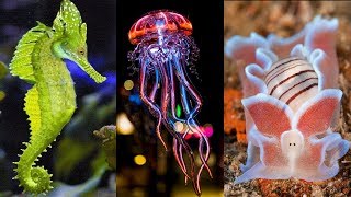 10 Most Beautiful Deep Sea Creatures in the World [upl. by Tatianas547]