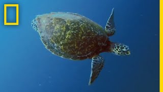 Sea Turtles 101  National Geographic [upl. by Slavic926]