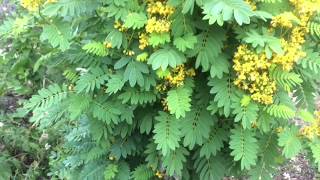 Wild Senna Plant Profile [upl. by Eikin666]