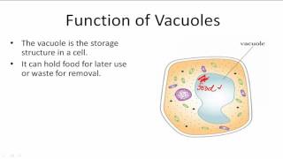 Function of Vacuoles [upl. by Trask]