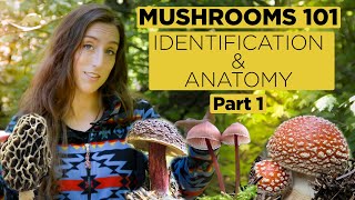 Mushrooms 101 Identification and Anatomy  Part 1 [upl. by Nikolaus539]