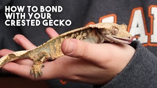 5 TIPS THAT WILL MAKE YOUR CRESTED GECKO LOVE YOU [upl. by Naitsirc903]