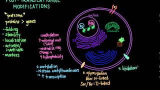 Post Translational Modifications [upl. by Eendyc]