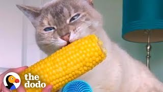 Cat ASMR Is So Relaxing  The Dodo  The Dodo [upl. by Barclay]