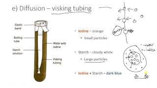 Visking tubing [upl. by Orazal]