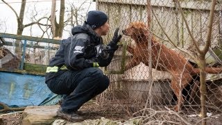 100 Animals Rescued from Neglect [upl. by Recor]