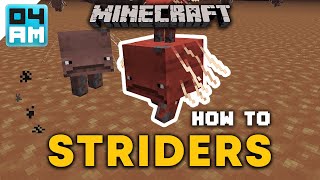 How To Breed amp Ride Striders in Minecraft 116 Nether Update [upl. by Bertine]