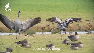 Common Crane Dance  WWT [upl. by Yrome274]