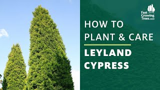 Leyland Cypress  How to Plant amp Care [upl. by Harley160]