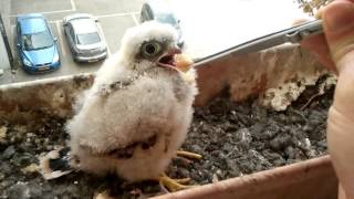 handfeeding wild and dangerous Hawks [upl. by Wilen]