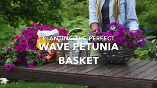 Planting the Perfect Wave Petunia Hanging Basket full version [upl. by Aeneas]