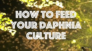 How To Feed Your Daphnia Culture [upl. by Norre465]