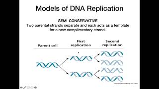 DNA Replication Models [upl. by Olegnaleahcim985]