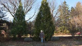 How Fast Do Leyland Cypresses Grow [upl. by Delfine]