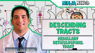 Neurology  Descending Tracts Medullary Reticulospinal Tract [upl. by Ailina]