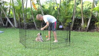 Midwest  Dog Exercise Pen  Pet Playpen [upl. by Trescha109]