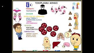 Toxoplasmosis toxoplasma gondii [upl. by Nayarb182]