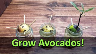 How To Grow An Avocado Plant From Seed [upl. by Siugram]