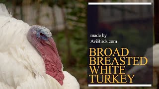 BroadBreasted White Turkey [upl. by Mirelle876]