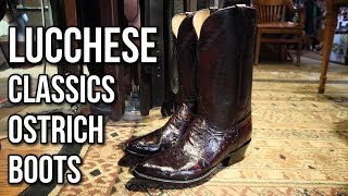 BEAUTIFUL Black Cherry Lucchese Ostrich Boots [upl. by Ezra]