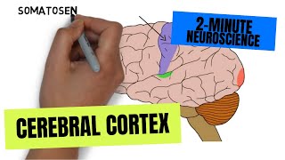 Neuroradiology review  brain gyral anatomy [upl. by Coppock853]