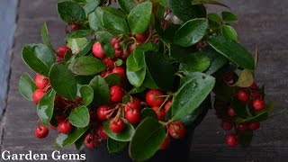 Gaultheria procumbens Wintergreen [upl. by Imak]