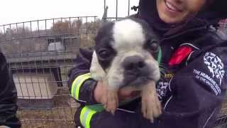 100 Animals Rescued from Puppy Mill and Cruelty Situation [upl. by Ellett661]