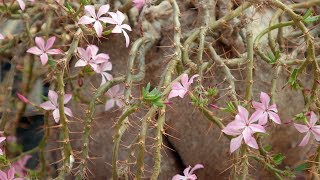 Pachypodium succulentum [upl. by Ajat]