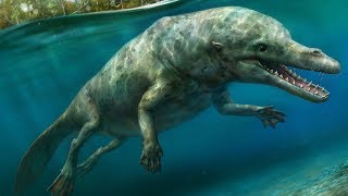 The Evolutionary History of Whales  Cetacean Evolution Part 1 [upl. by Iadam437]