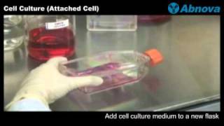 Cell Culture Attached Cell [upl. by Lexy611]