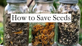 How to SAVE SEEDS Seed saving TIPS and EXAMPLES [upl. by Yhcir]