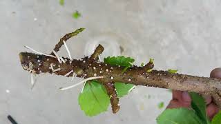 Propagate hibiscus cuttings [upl. by Taro]