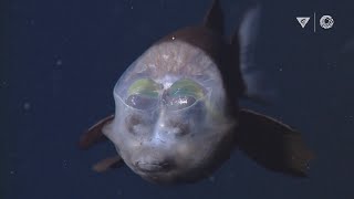 MBARIs Top 10 deepsea animals [upl. by Sivie]