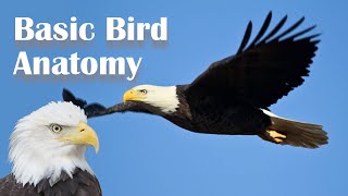 Basic Bird Anatomy [upl. by Yokoyama855]