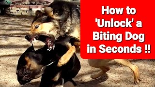 Stop a Dog Fight Instantly  Unlock a Biting Dog in SECONDS [upl. by Marienthal294]