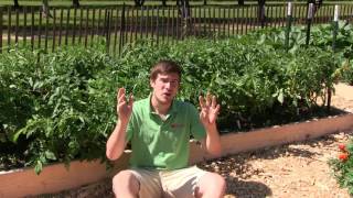 2 Simple amp Organic Methods to Prevent Kill amp Combat Blight on Tomatoes [upl. by Gustin]