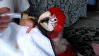 Green Wing Macaw Baby Feeding [upl. by Thin]