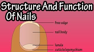 Top 3 Natural Home Remedies for Black Lines on Nails How to get rid of ridges in fingernails [upl. by Kartis]